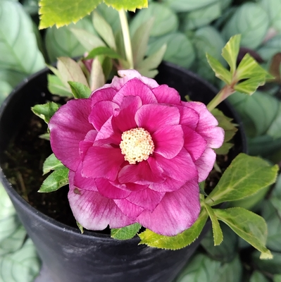 透き通るピンクのベイングラデーションdd【Hi145】