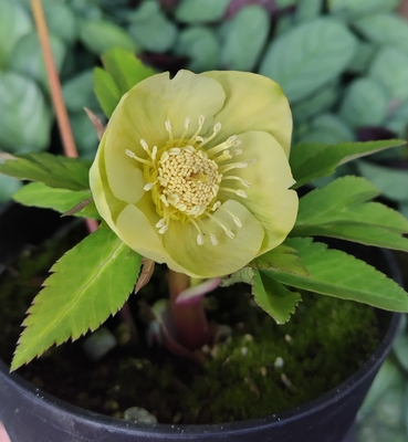 ライムグリーンゴールドsd【Hi146】