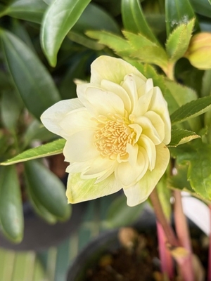 ヒデコートhybオーレア【Og48】