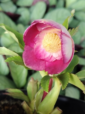 スカーレットレッドオーレアdd底白カップ【Hi147】