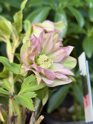 ヘルツェ系hyb【Og49】