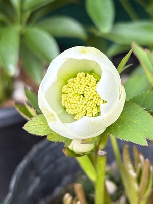 ●８時だよ　マシュマロ型丸弁ホワイト【YA1】