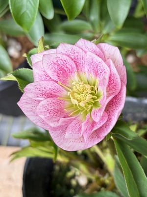 ●８時だよ　ピンクミストグラデーションエッジヌケdd【YA2】