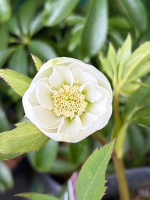 ●８時だよ　丸５弁の中に纏まる内弁dd【YA4】