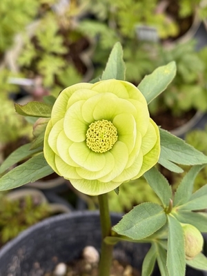 ●８時だよ　小輪系ライムdd【YA5】