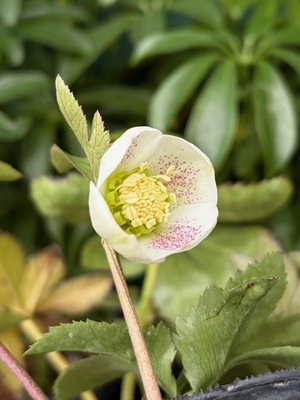 ●８時だよ）デュメhyb【Og78】極小輪