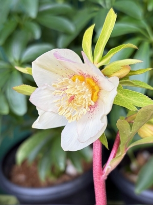 ●８時だよ）ヒデコート系オーレア【Og79】