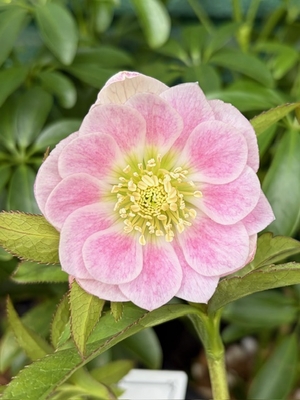 ●８時だよ　ピンクパウダーddエッジヌケ【YA8】