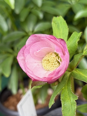 ●８時だよ　ペールピンクdd良型カップ【YA10】