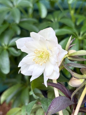 ●８時だよ）ポーセリンhyb dd【Og83】