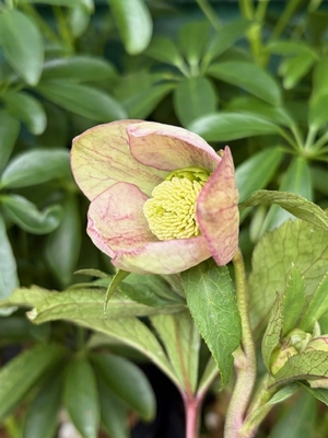 ●８時だよ）ヒデコートhyb【Og84】