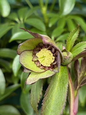 ●８時だよ　ムルチ系【Og86】sd