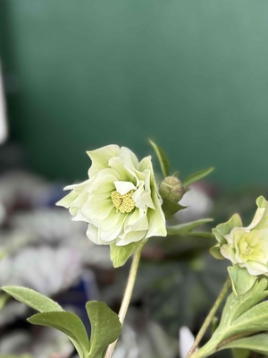 大木ナーサリーさんのクリスマスローズ | グリーンホビー