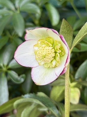 ●８時だよ）ムルチhyb【Og87】