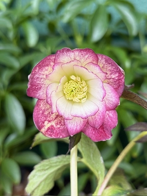 デュメ系グラデーション【Og88】