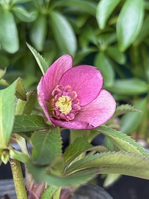 ポーセリンhyb※フネンの可能性あり【Og90】