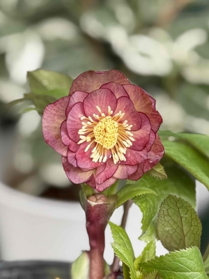 大木ナーサリーさんのクリスマスローズ | グリーンホビー