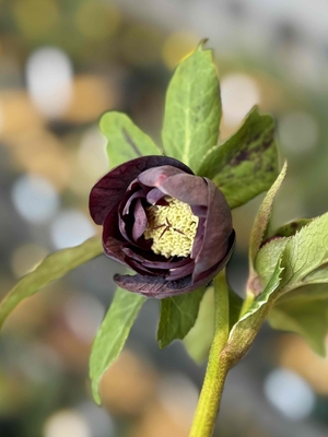 ●８時だよ）野田の宝　ブラウンdd【No177】