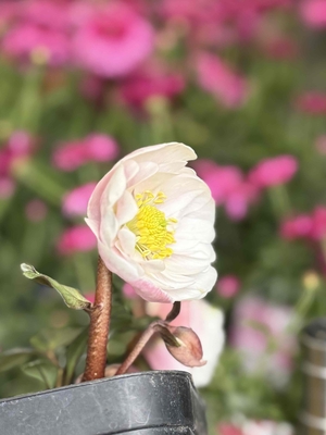 ●８時だよ）樋口さんのピンクニゲル【Pi10】