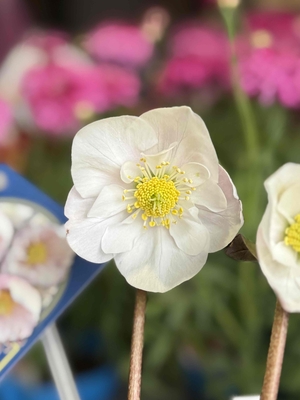 ●８時だよ）樋口さんのピンクニゲル【Pi11】