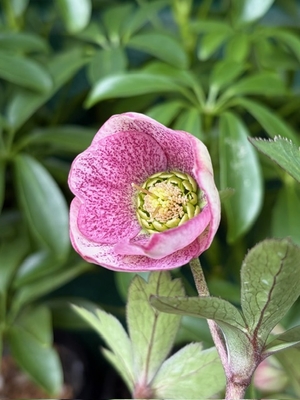 デュメhyb　フネンの可能性あり【Og54】