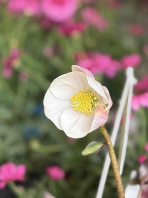 樋口さんのピンクニゲル【Pi12】