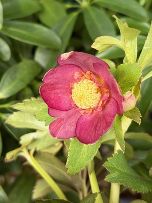 ●８時だよ）蜃気楼hyb sd【Og51】