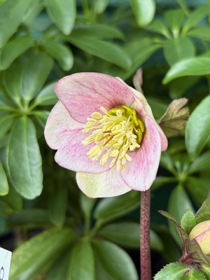 大木ナーサリーさんのクリスマスローズ | グリーンホビー