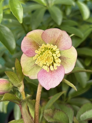 ●８時だよ）ヒデコートhyb【Og56】