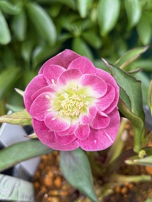 ●８時だよ）デュメ系リバーシブル【Og57】