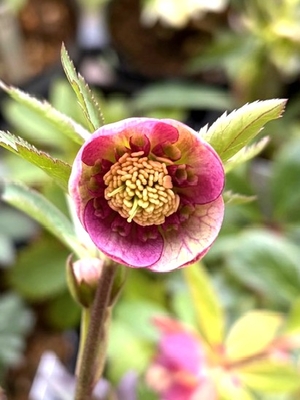 クリスマスローズ sdポーセリン系 原種交配 大木ナーサリー 宿根 バラ