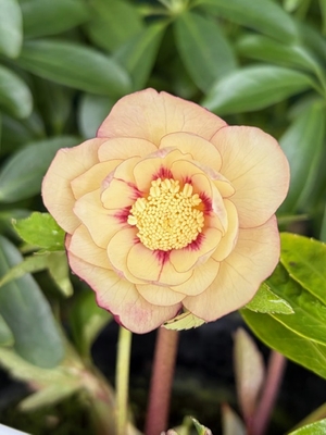 ●８時だよ）クリームオーレアddレッドアイ【Hi149】