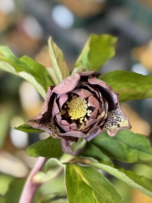 ●８時だよ）野田の覚醒　小輪系ブラウンリバーシブルグリーンdd激ブロッチ【No176】