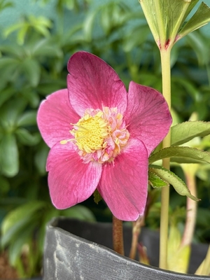 ●８時だよ）大文字ローズsdピンクグラデーションオーレア【Hi151】