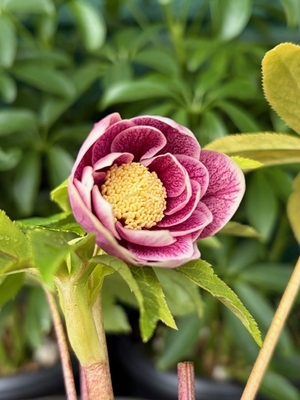 ●８時だよ　公認）ソレイユdd【Hi152】小輪系