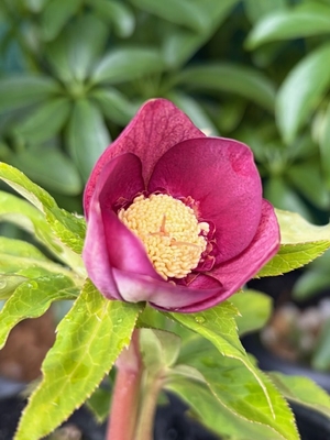 ●８時だよ）リバーシブルスカーレットsd【Hi154】