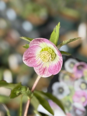 ●８時だよ【ws59】