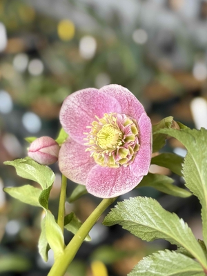 ●８時だよ【ws60】