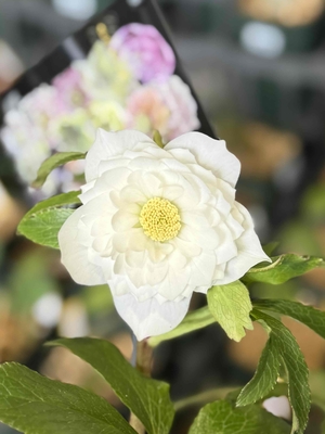 ●８時だよ　レフレール系【ws62】