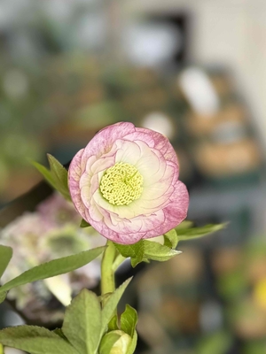 ●８時だよ　小輪系多弁ddエッジ側グラデーションベイン【ws65】