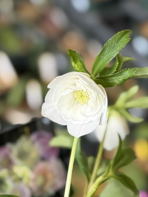  ●８時だよ　レフレール系　【ws66】　※蕾無し