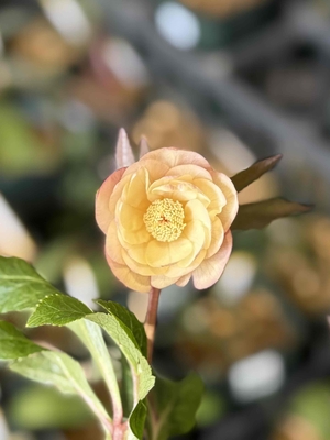 ●８時だよ）スイングシリーズ【ws67】アプリコットリバーシブルイエローdd