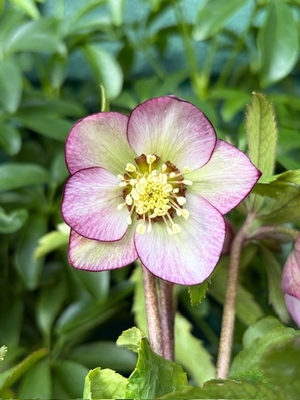 ●８時だよ）ムルチ系ヒデコートhyb【Og58】