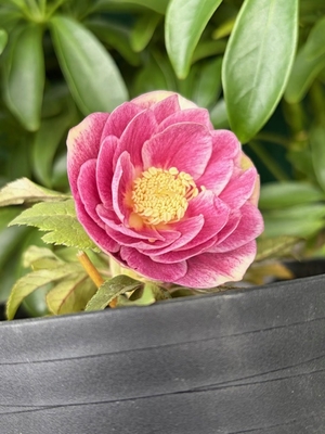 ●８時だよ　ソレイユ系　グラデーションエッジヌケddオーレア【Hi107】