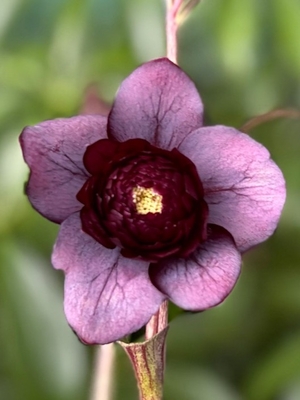  飛び出すクレオパトラ 【hi156】