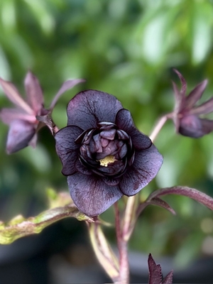  ブルーブラック系多弁【hi155】