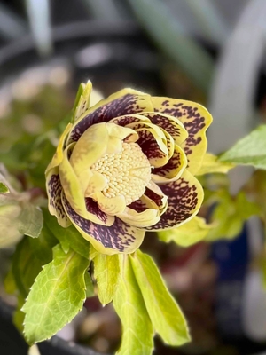 グリーンオーレアdd激ベイン【hi159】