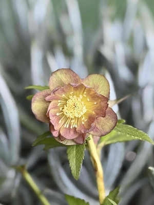 原種系hybバイカラーdd【hi160】