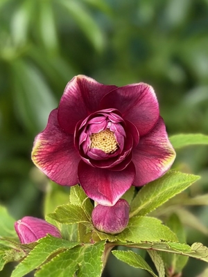 リバーシブル系ベタレッドdd多弁オーレア系【hi158】