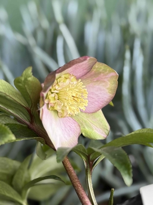 桜利休sd【So204】 